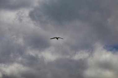 Kuşlar gökyüzünde uçuyor