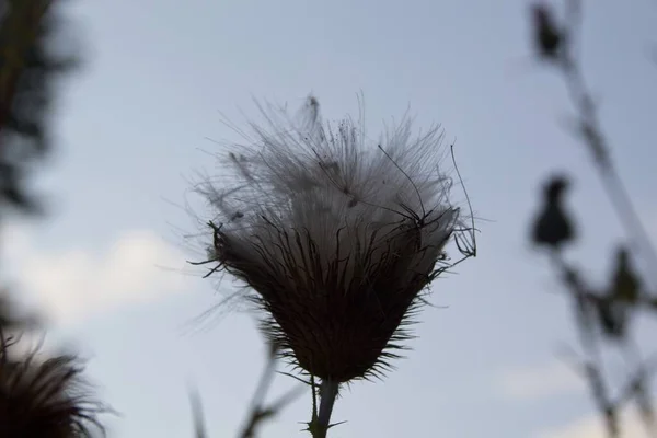 Gras Gegen Den Himmel — Stockfoto