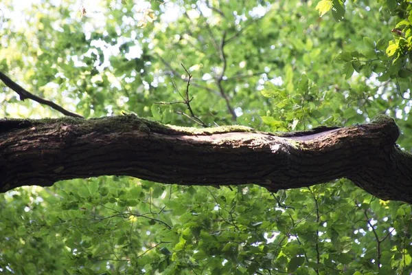 Träd Skogen — Stockfoto