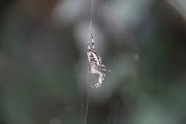 Örümcek Üzerinde — Stok fotoğraf
