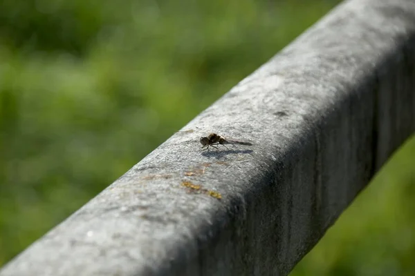 Close Van Een Libel — Stockfoto