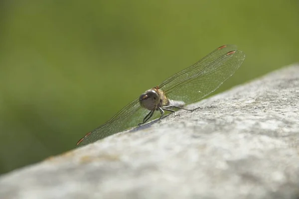 Gros Plan Une Libellule — Photo