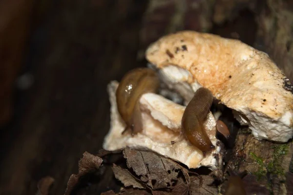 Champignon Dans Forêt — Photo