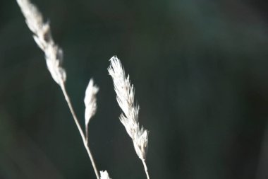 Çimenleri kapatın.