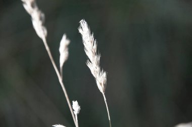 Çimenleri kapatın.