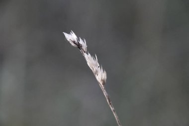 Çimenleri kapatın.