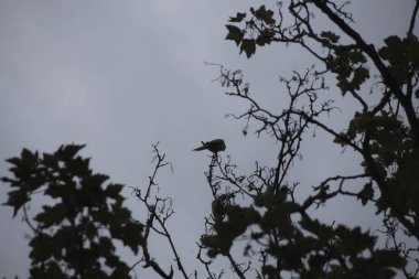 bir ağaçtaki karga