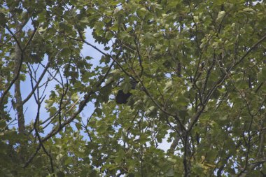 bir ağaçtaki karga