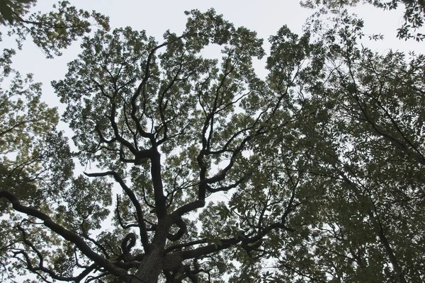 Árvore Floresta — Fotografia de Stock