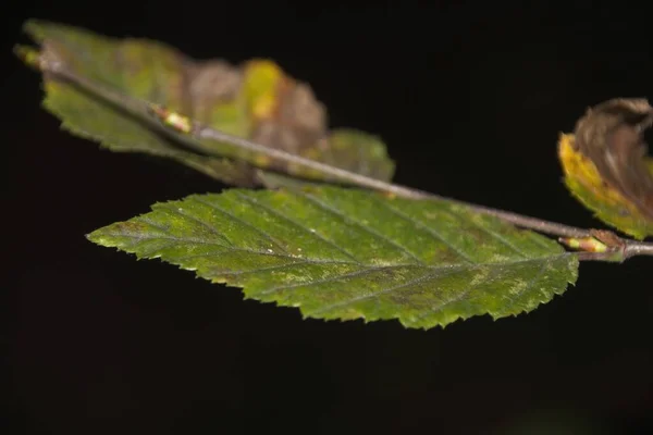 Herbstlaub Auf Dem Boden — Stockfoto