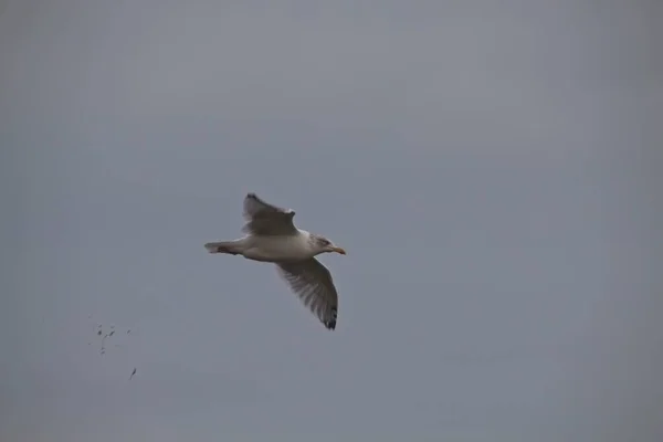 Gaivota Voando Sobre Mar — Fotografia de Stock