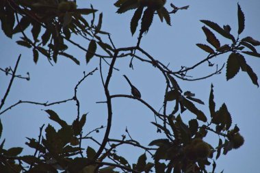 Bir ağacın dalları gökyüzüne karşı