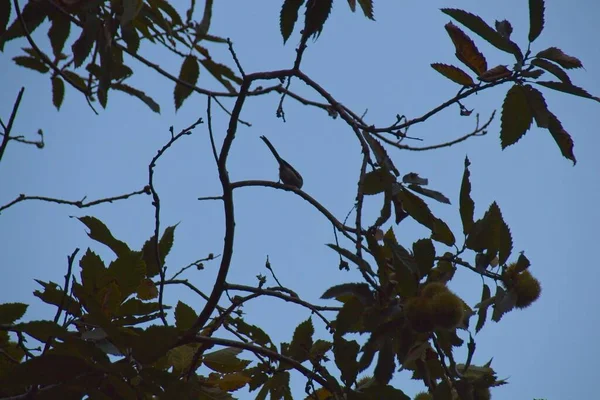 Ramas Árbol Contra Cielo —  Fotos de Stock