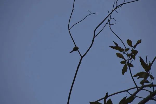 Κλαδιά Δέντρου Ενάντια Στον Ουρανό — Φωτογραφία Αρχείου