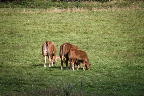 Cow Field — Stock Photo, Image