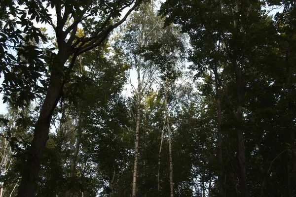 Árvores Floresta — Fotografia de Stock