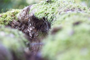 Ağaç gövdesinde yosun