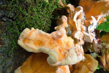 Ağaçtaki mantarlar