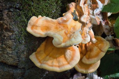 Ağaçtaki mantarlar