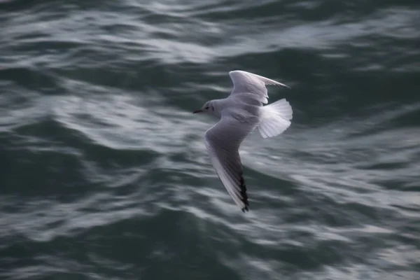 Gabbiano Nel Mare — Foto Stock