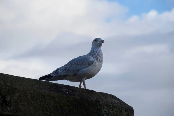 Måsen Blå Himmel — Stockfoto