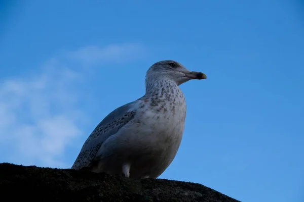 Gaivota Céu Azul — Fotografia de Stock