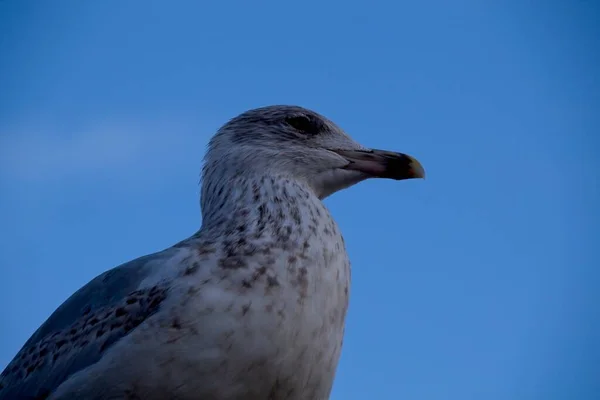 青い空のカモメ — Stock fotografie