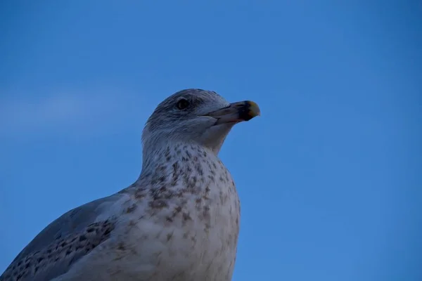 Gaivota Céu Azul — Fotografia de Stock