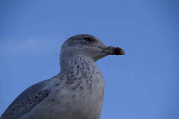 Seagull Blue Sky — Stock Photo, Image