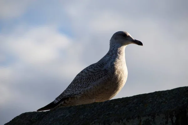 Zeemeeuw Een Blauwe Hemel — Stockfoto