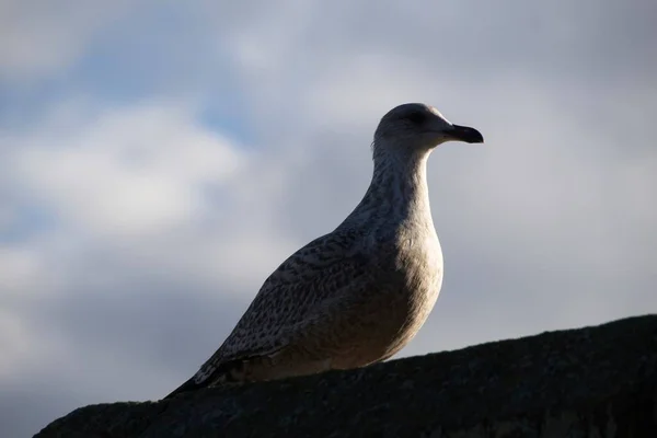 Gaivota Céu Azul — Fotografia de Stock