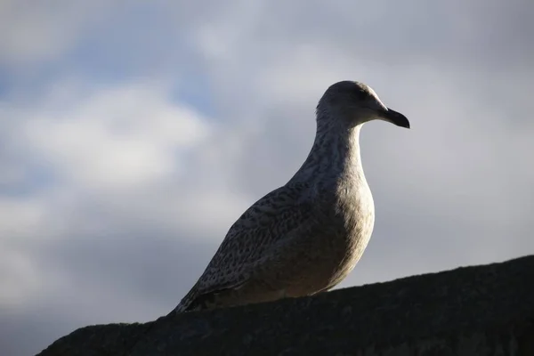 Gaivota Céu Azul — Fotografia de Stock