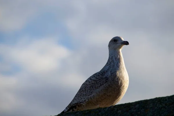 Gaivota Céu Azul — Fotografia de Stock