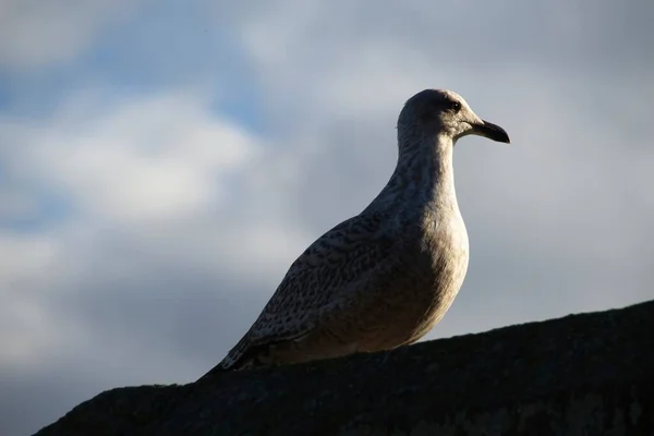 Zeemeeuw Een Blauwe Hemel — Stockfoto