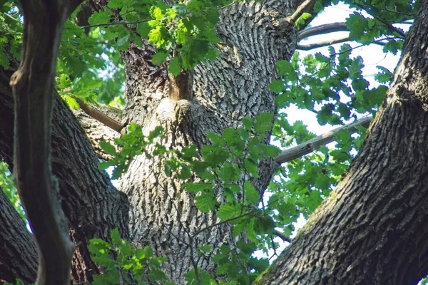 Arbre Dans Forêt — Photo