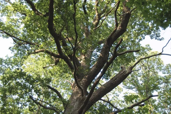 Árvore Floresta — Fotografia de Stock