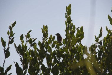 Mavi gökyüzü arka plan yapraklarda