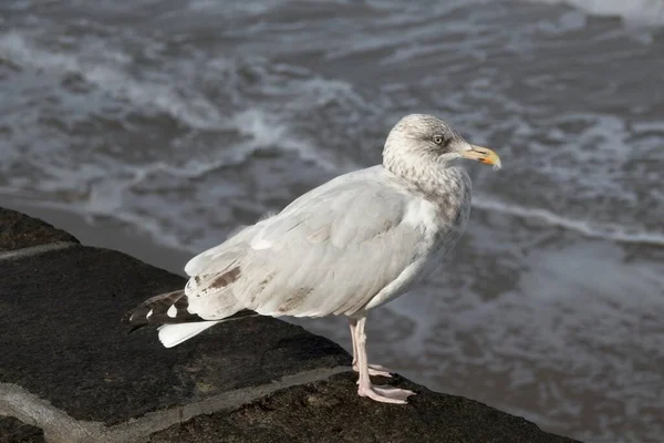 浜辺のカモメ — ストック写真