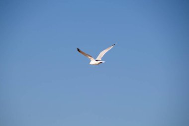 Martı gökyüzünde uçuyor.