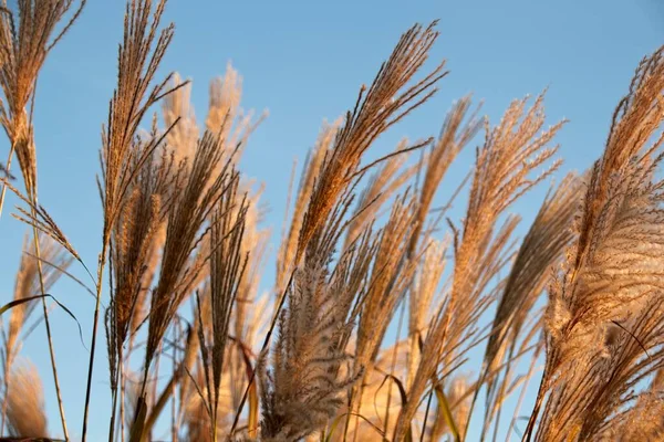 Ears Wheat Blue Sky — Stock Photo, Image