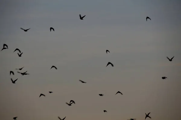 Vogelschwarm Fliegt Den Himmel — Stockfoto