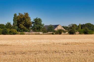 Kırsalda buğday tarlası