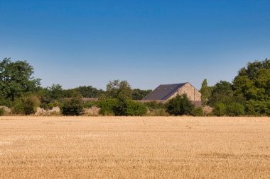 Kırsalda buğday tarlası