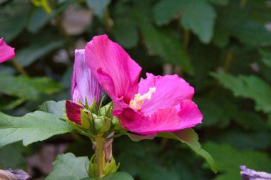 Bahçedeki mavi çiçek