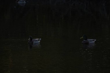 Balıkçılar Nehri üzerinde