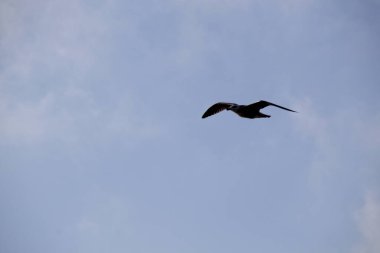 Gökyüzünde martı