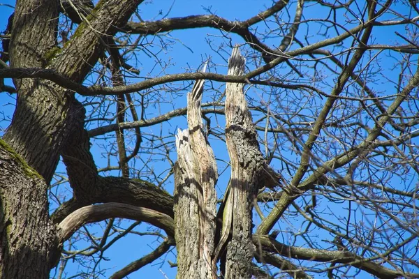 Vieil Arbre Dans Parc — Photo