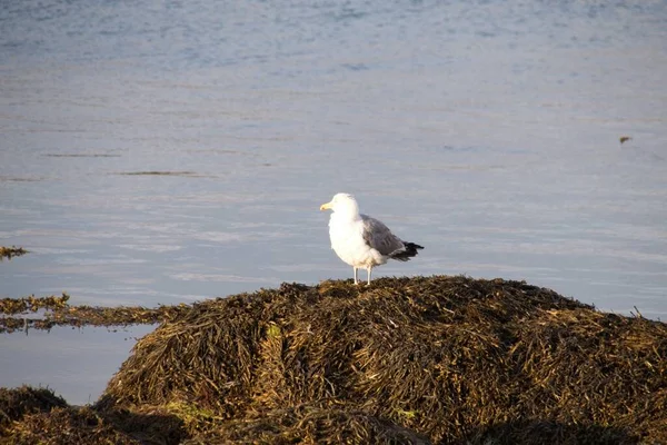 Mouette Sur Plage — Photo