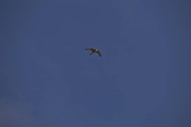 Bir kuş güzel mavi gökyüzünde uçar.