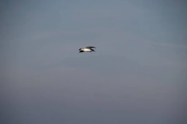 Gaivota Voando Céu — Fotografia de Stock